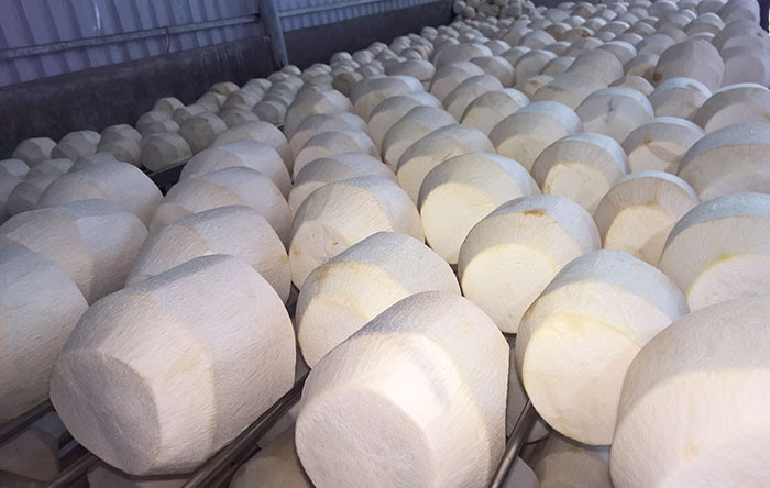 Dừa kim cương ngược mang lại nhiều lợi ích tuyệt vời