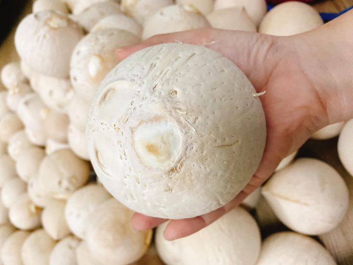 Dừa gọt trọc Bến Tre xuất khẩu của công ty Nông Sản Bảo Thạnh