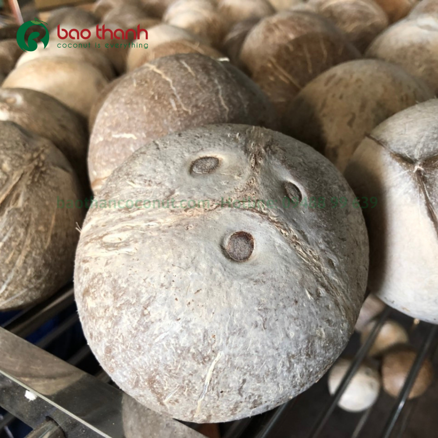 Dừa gọt trọc Bến Tre xuất khẩu của công ty Nông Sản Bảo Thạnh
