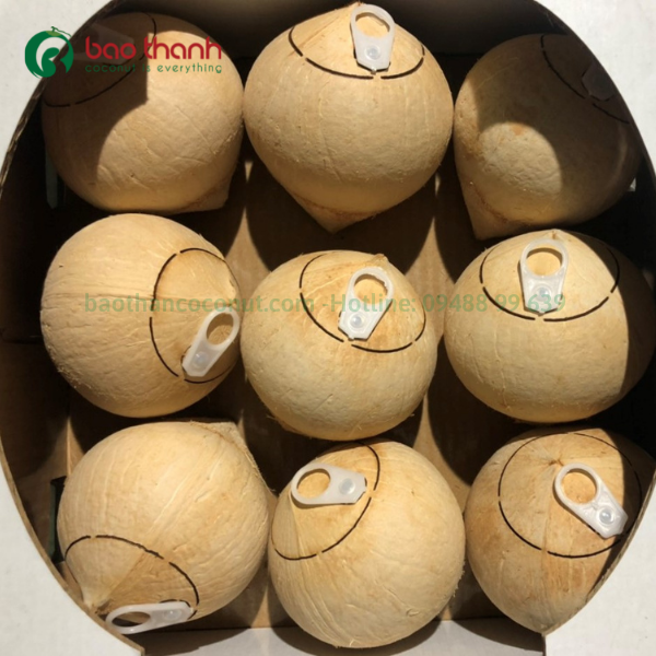 Mẫu dừa nắp khoen tiện dụng được nhiều nước ưa chuộng