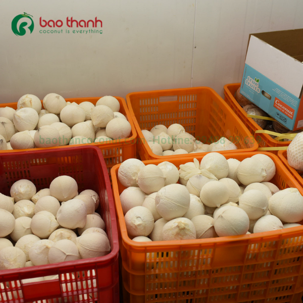 Dừa gọt trọc Bến Tre xuất khẩu của công ty Nông Sản Bảo Thạnh