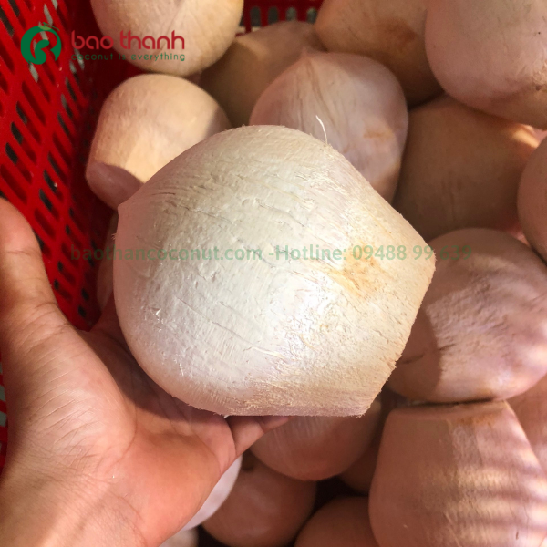 Dừa gọt trọc Bến Tre xuất khẩu của công ty Nông Sản Bảo Thạnh