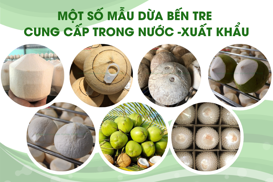 Một số mẫu dừa Bến Tre xuất khẩu