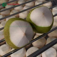 Dừa kim cương vỏ xanh