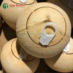 Dừa nắp khoen