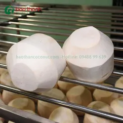 Dừa kim cương ngược