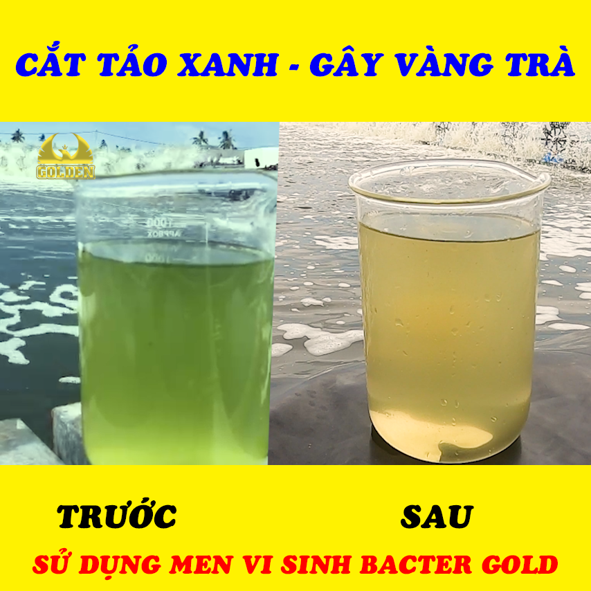 sử dụng men vi sinh để cắt tảo xanh