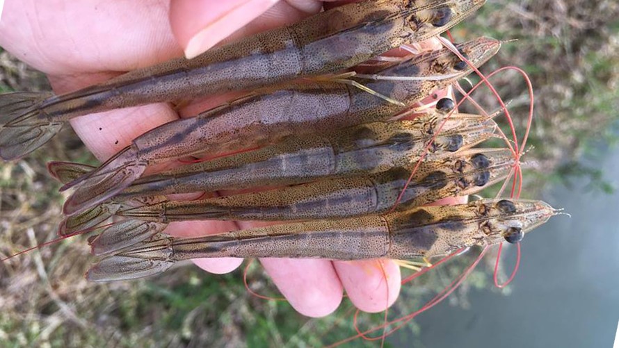 Gan tôm nâu đen sau khi sử dụng Gan tôm nâu đen sau khi sử dụng