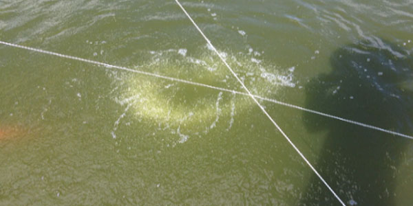 tảo xanh trong ao nuôi