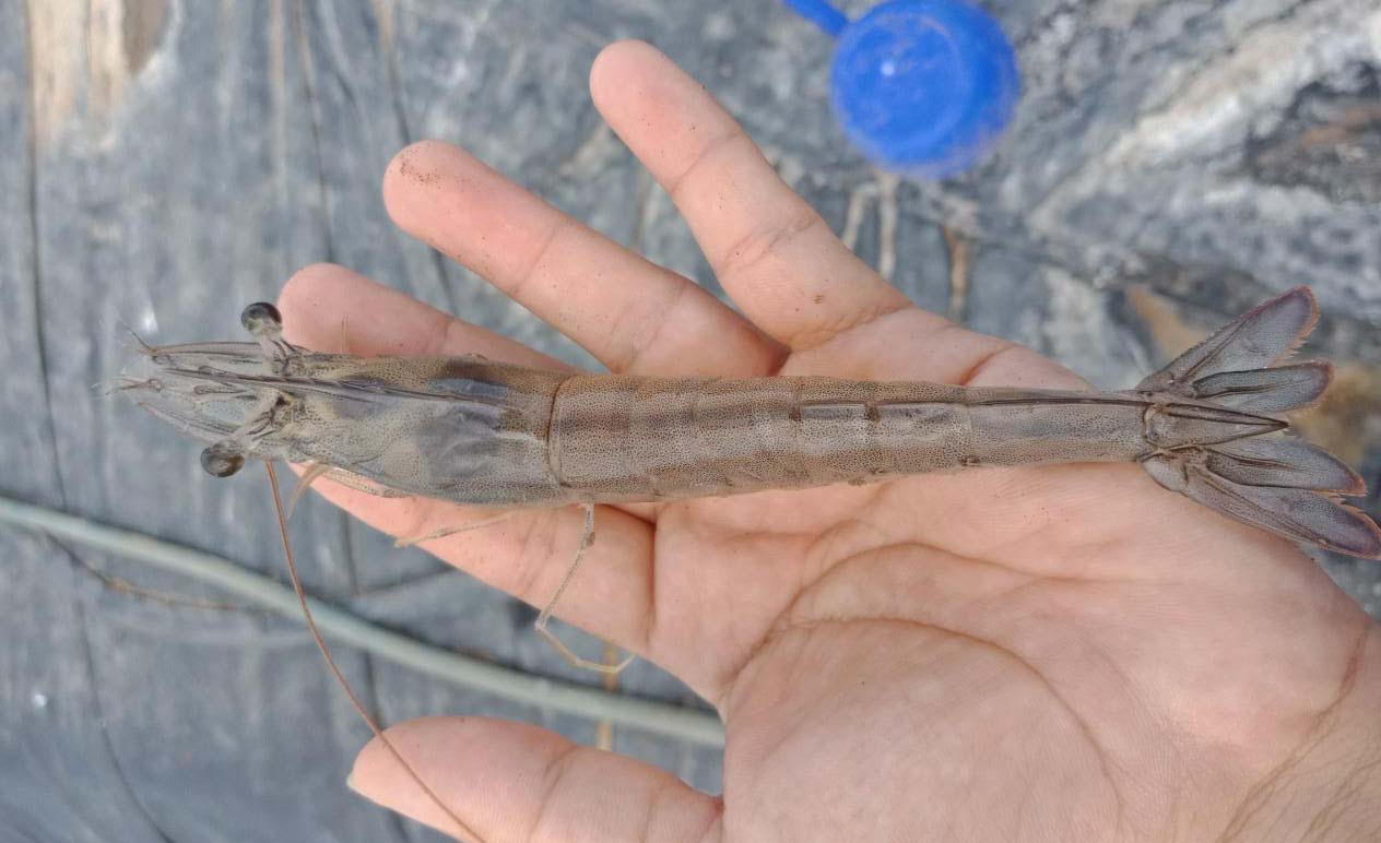 Tôm khỏe mạnh, nhanh lớn khi sử dụng sản phẩm STAY C Tôm khỏe mạnh, nhanh lớn khi sử dụng sản phẩm STAY C