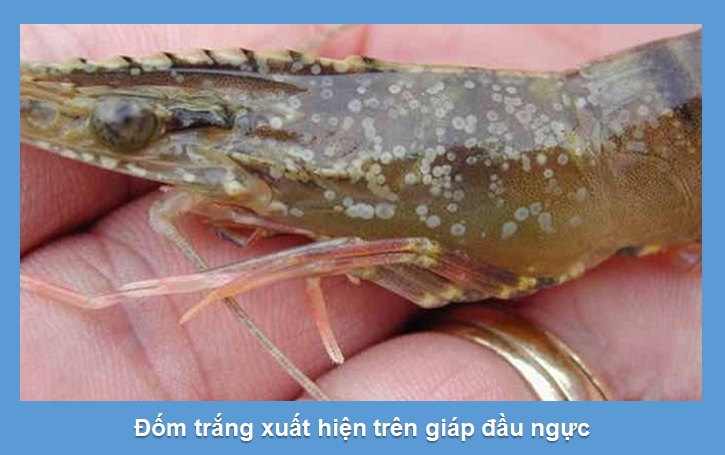 Bệnh đốm trắng do virus trên tôm Bệnh đốm trắng do virus trên tôm