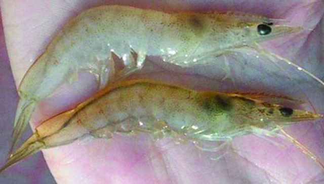 Đục cơ trên tôm nuôi