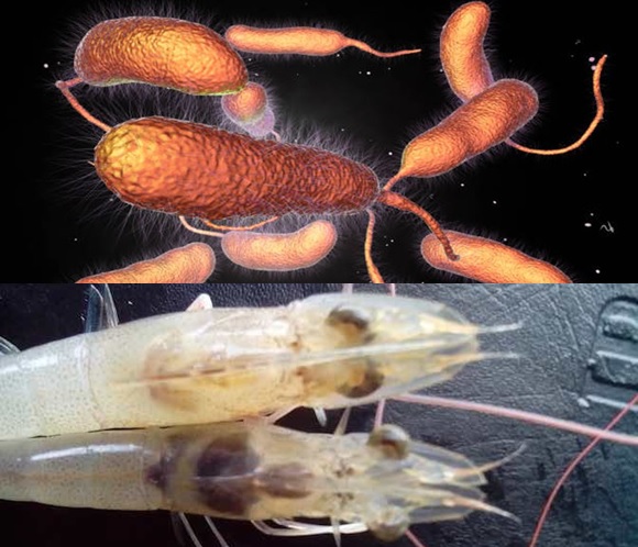 bệnh hoại tử gan tụy cấp trên tôm thẻ chân trắng bệnh hoại tử gan tụy cấp trên tôm thẻ chân trắng