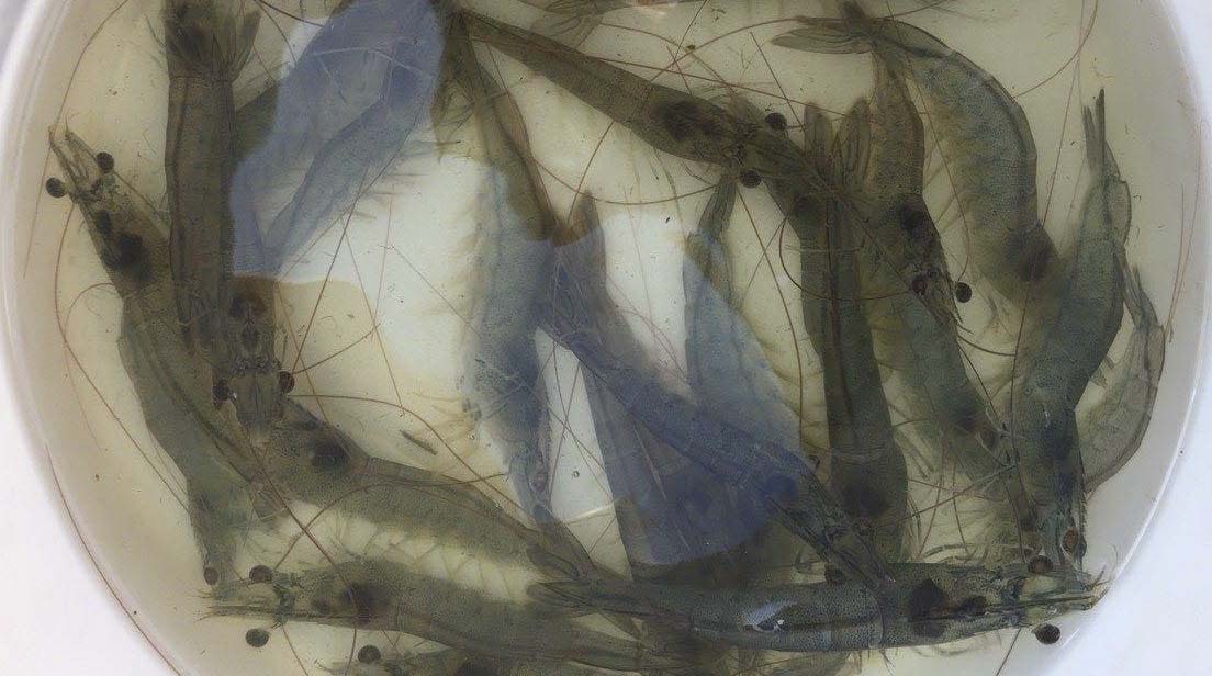 C PLUS chống sốc cho tôm C PLUS chống sốc cho tôm