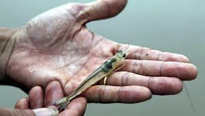 Đường ruột tôm khỏe mạnh khi sử dụng sản phẩm Butyrol Đường ruột tôm khỏe mạnh khi sử dụng sản phẩm Butyrol