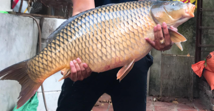 HYDROREX - Giúp cá tăng trọng nhanh, mau lớn