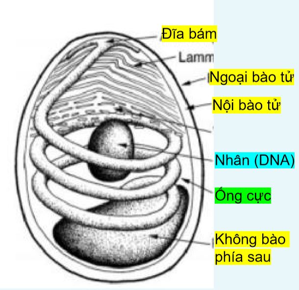 Bệnh vi bào tử trùng EHP trên tôm nuôi công nghiệp