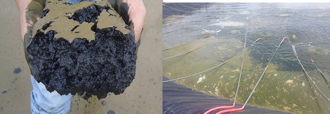 Đáy ao tôm bị dơ và có mùi hôi và nước ao tôm có cợn nhiều do tảo tàn Đáy ao tôm bị dơ và có mùi hôi và nước ao tôm có cợn nhiều do tảo tàn