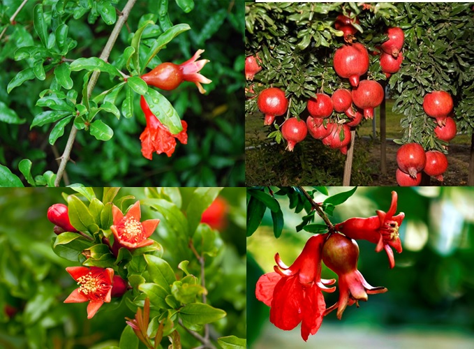 Dịch chiết lá lựu phòng bệnh hoại tử gan tụy cấp tính trên tôm Dịch chiết lá lựu phòng bệnh hoại tử gan tụy cấp tính trên tôm