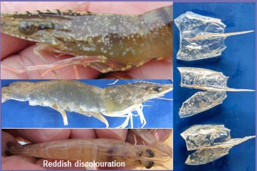 Bệnh đốm trắng trên tôm