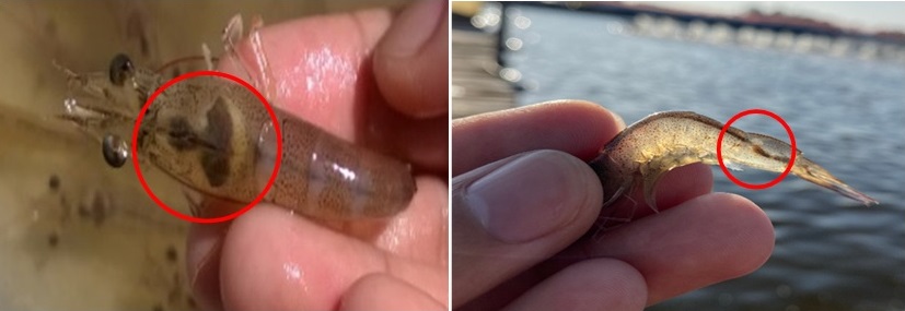 Gan tôm mờ nhạt và ruột tôm xuất hiện hạt mủ (mủ đuôi) Gan tôm mờ nhạt và ruột tôm xuất hiện hạt mủ (mủ đuôi)