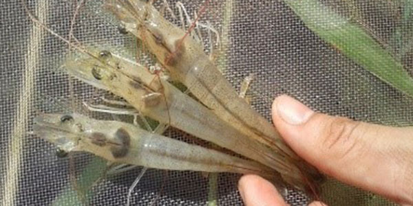 Tôm gan yếu Tôm gan yếu