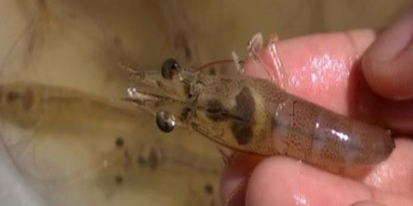 Tôm bị vàng gan Tôm bị vàng gan