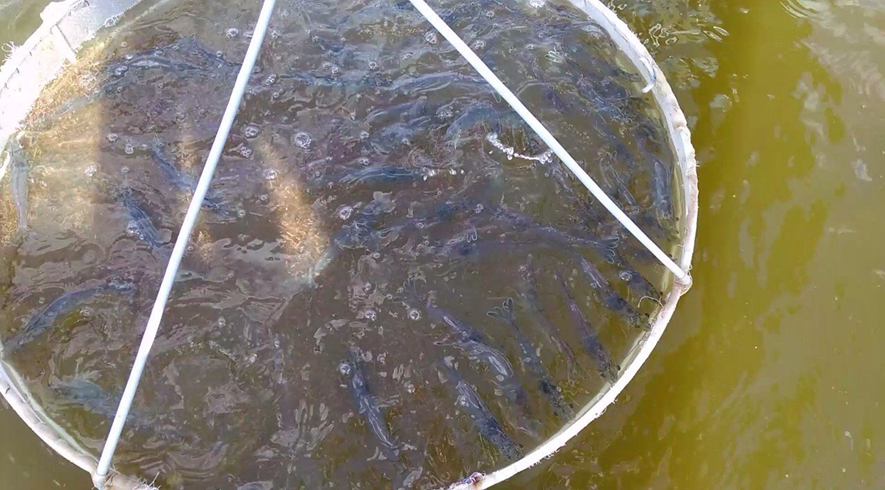 kết quả gây màu nước bằng men vi sinh miro pond