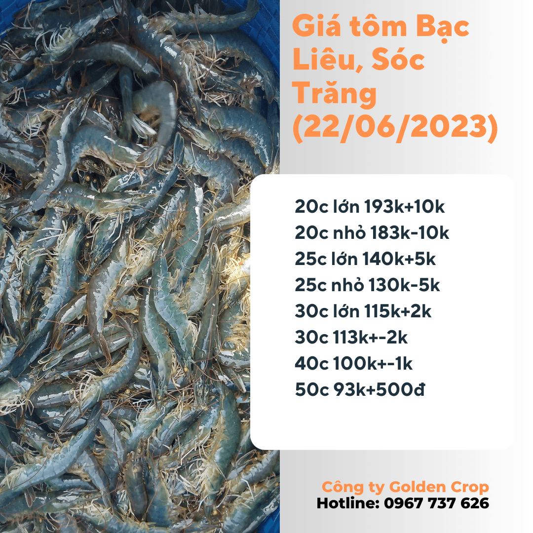giá tôm thẻ ngày 22/06/2023