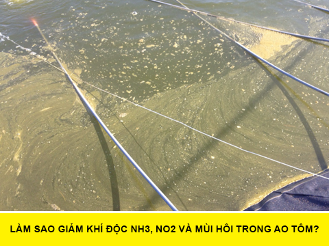 Nước ao nuôi bị tảo xanh – xác tảo tàn