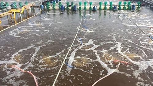 Màu nước ao tôm vàng trà đúng chuẩn cho ao nuôi Màu nước ao tôm vàng trà đúng chuẩn cho ao nuôi