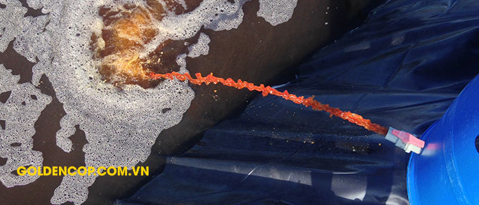 Xả men vi sinh Miro Pond xuống ao tôm Xả men vi sinh Miro Pond xuống ao tôm