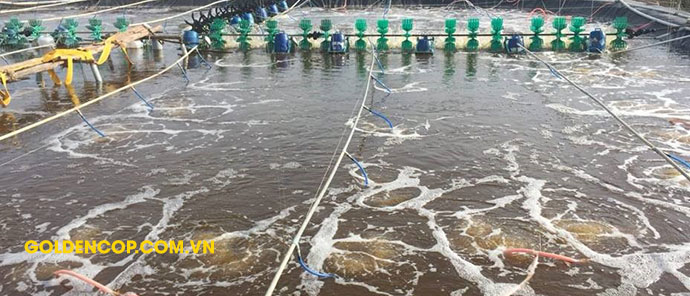 Nước ao tốt, sạch bạt nhờ sử dụng men vi sinh xử lý nước Miro Pond Nước ao tốt, sạch bạt nhờ sử dụng men vi sinh xử lý nước Miro Pond