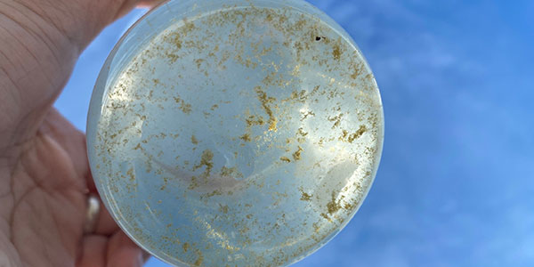 Nước ao dơ, có nhiều xác tảo tàn, là một trong những nguyên nhân gây bệnh phân trắng cho tôm Nước ao dơ, có nhiều xác tảo tàn, là một trong những nguyên nhân gây bệnh phân trắng cho tôm