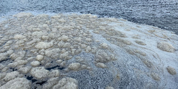 Nước ao tôm nhiều khí độc Nước ao tôm nhiều khí độc