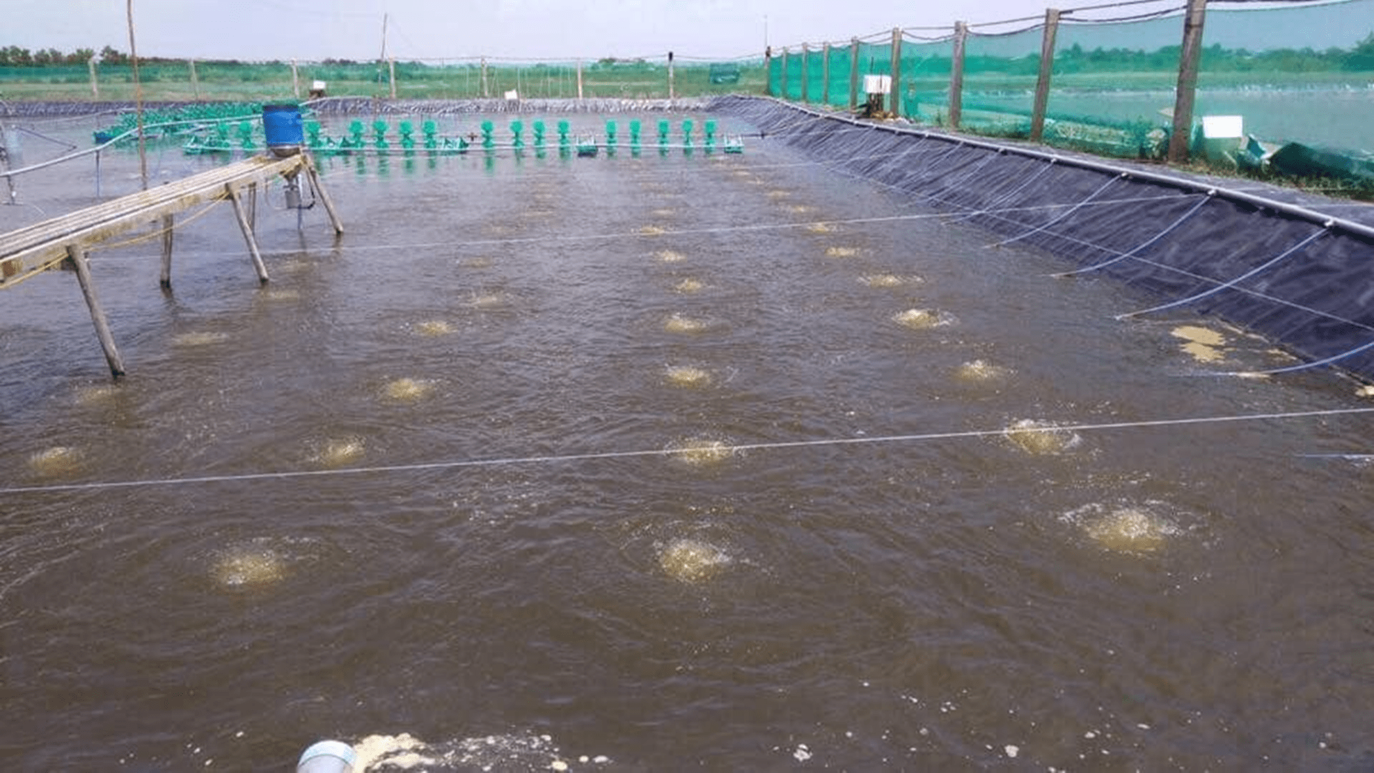 nước gây màu trà sau khi dùng men vi sinh miro pond