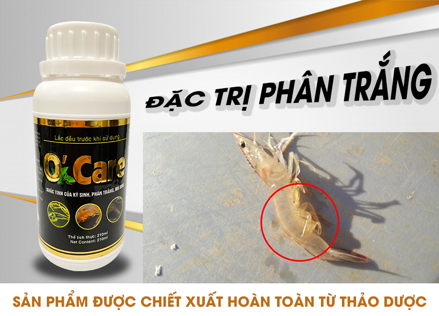 Thảo dược O'care - phòng trị bệnh phân trắng an toàn và hiệu quả cho tôm Thảo dược O'care - phòng trị bệnh phân trắng an toàn và hiệu quả cho tôm