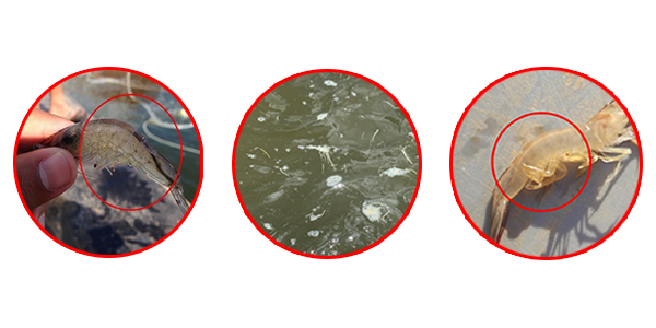 Biểu hiện tôm bị bệnh phân trắng. Biểu hiện tôm bị bệnh phân trắng.