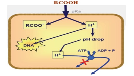 Quá trình Acid hữu cơ xâm nhập vào tế bào vi khuẩn Quá trình Acid hữu cơ xâm nhập vào tế bào vi khuẩn