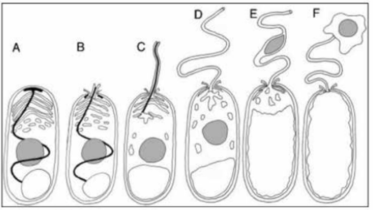Quá trình vi bào tử trùng EHP truyền nhân tế bào vào cơ thể tôm Quá trình vi bào tử trùng EHP truyền nhân tế bào vào cơ thể tôm