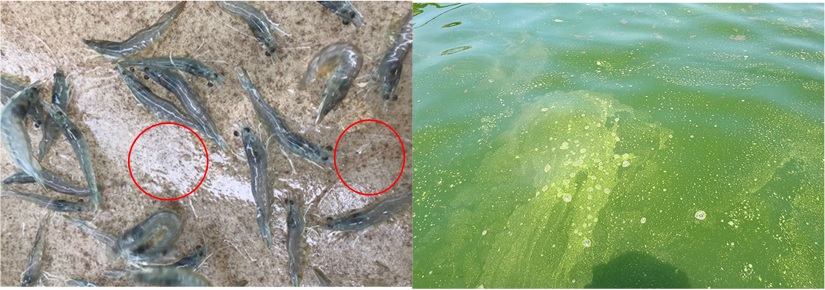 Sàn cho tôm ăn bị nhiễm nấm và tảo tàn trong ao tôm 40 ngày Sàn cho tôm ăn bị nhiễm nấm và tảo tàn trong ao tôm 40 ngày