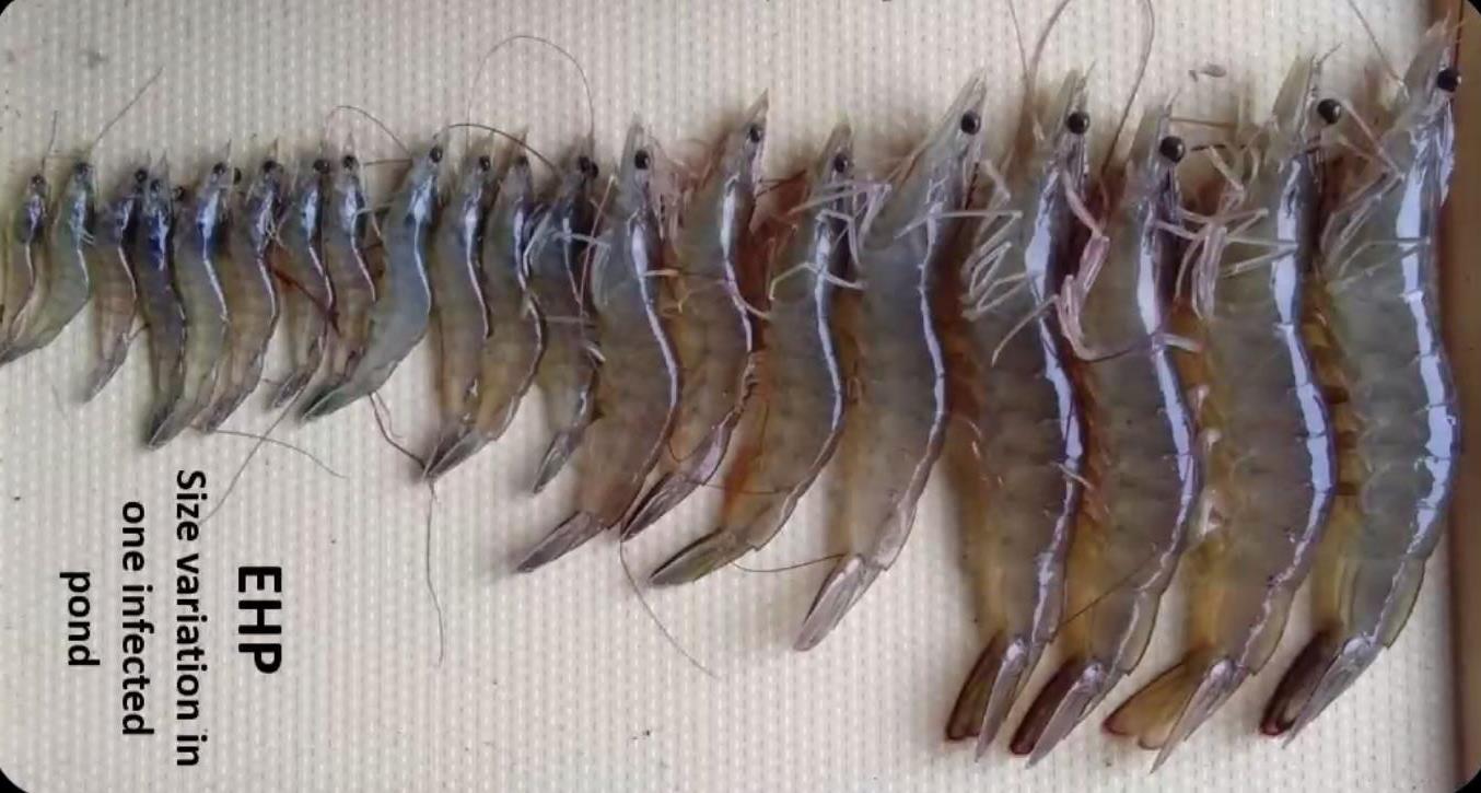 Size tôm trong ao bị nhiễm EHP Size tôm trong ao bị nhiễm EHP