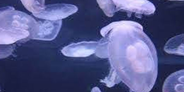 Sứa trong ao nuôi tôm sẽ làm ảnh hưởng đến quá trình snh trưởng của tôm