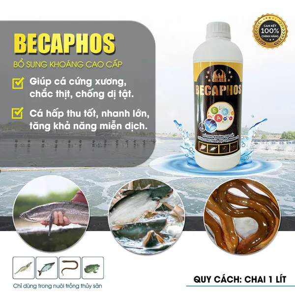 BECAPHOS - Bổ sung khoáng cho cá cứng xương chắc thịt.
