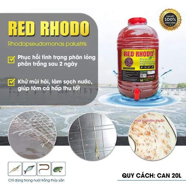 RED RHODO - Tái tạo hệ tiêu hóa, làm sạch nước ao hiệu quả chỉ sau 1 ngày