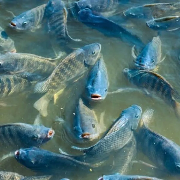 Sản phẩm chuyên dùng cho cá