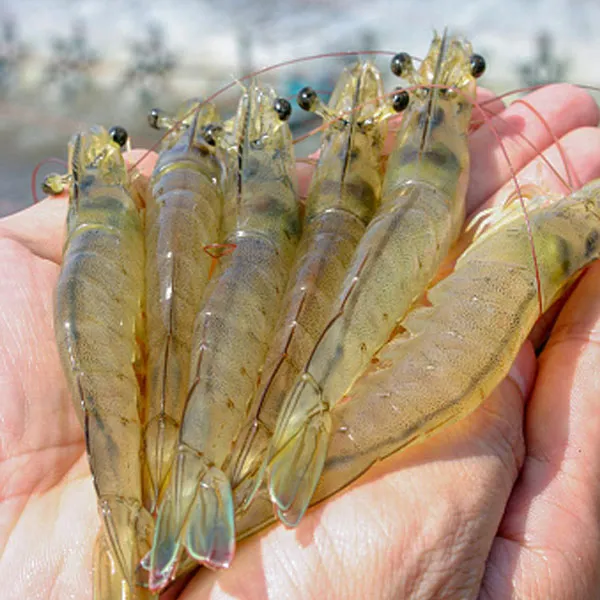 Sản phẩm chuyên dùng cho tôm