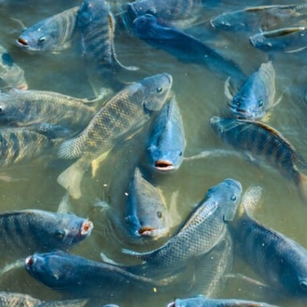 Sản phẩm chuyên dùng cho cá