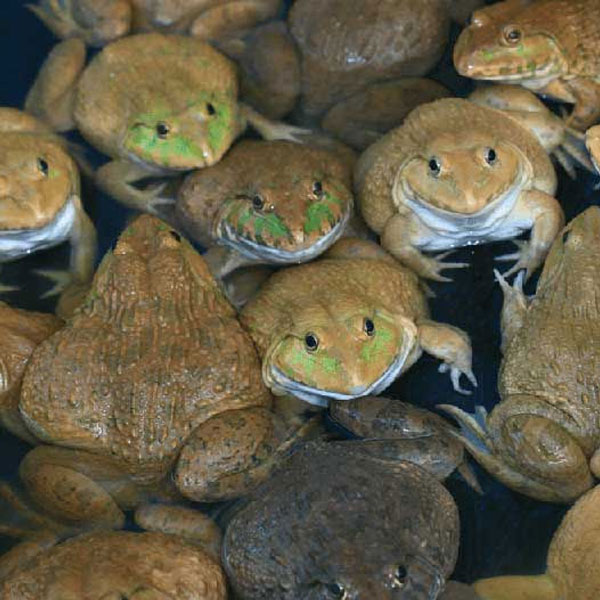 Sản phẩm cho ếch