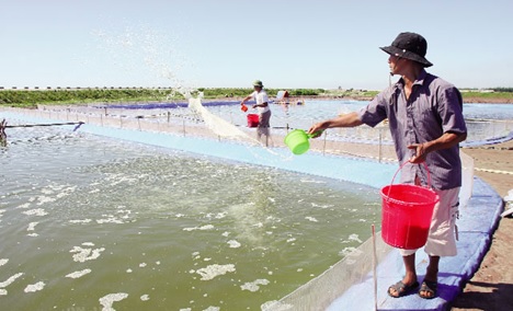 Thường xuyên bổ sung vitamin C và khoáng chất cho tôm nuôi Thường xuyên bổ sung vitamin C và khoáng chất cho tôm nuôi